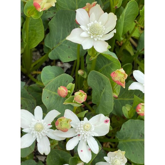 Zara Vinyl Heeled Caged Sandals Sz EU 37 - Picture 8 of 9